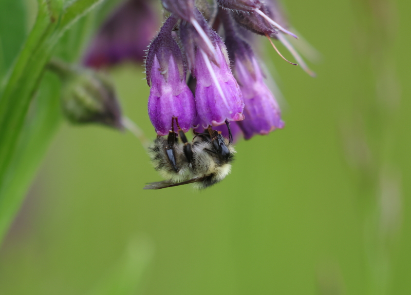 Zandhommel werkster op smeerwortel