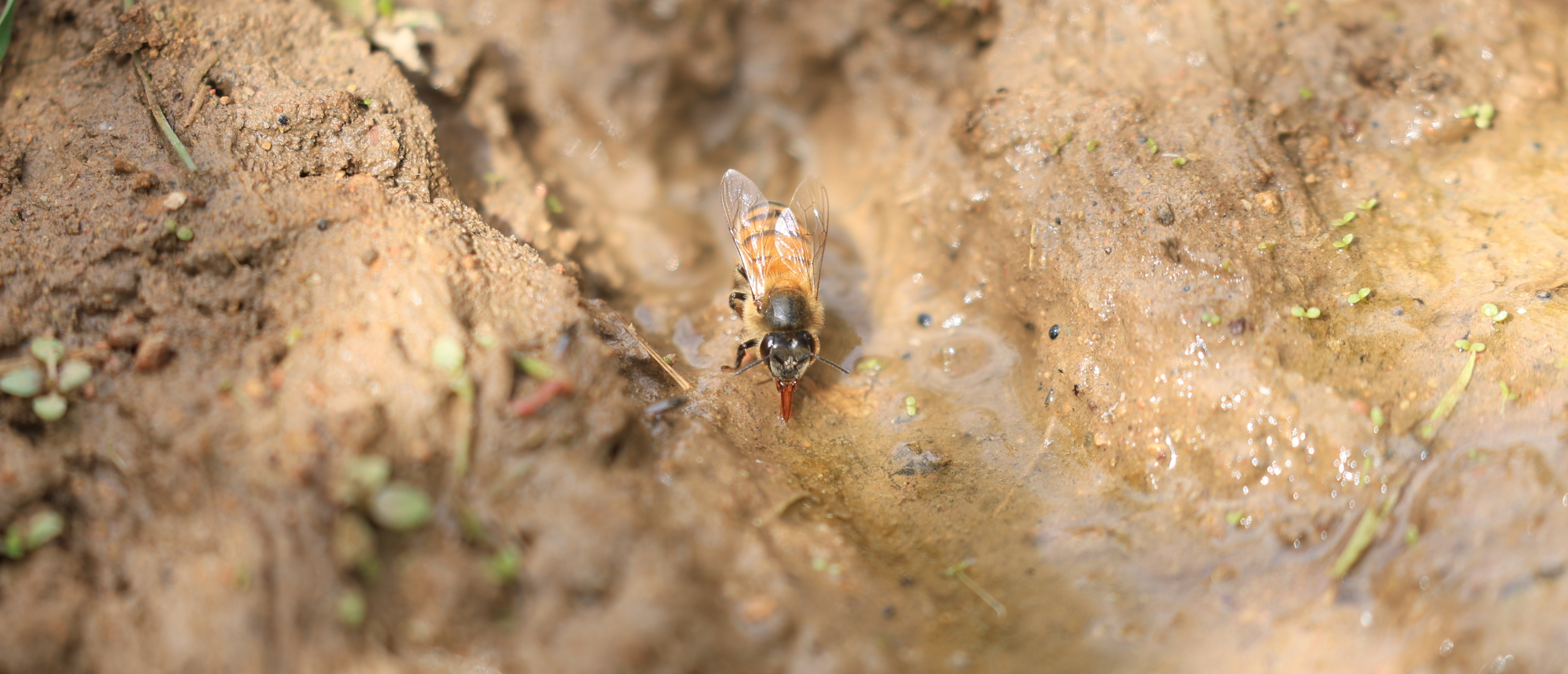 Op zoek naar de Sahara-honingbij Apis mellifera sahariensis in Marokko