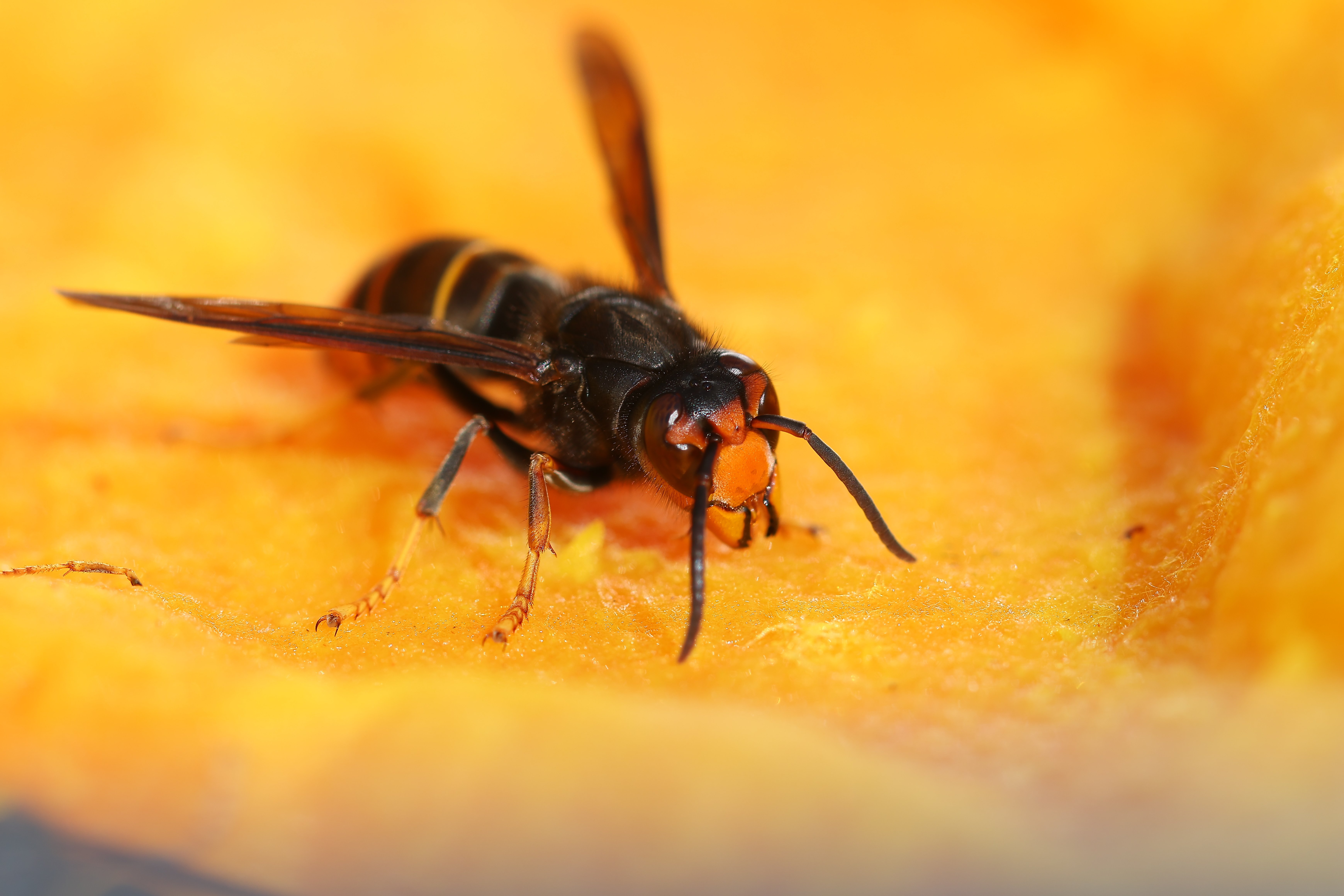 Aziatische hoornaar nest opsporen
