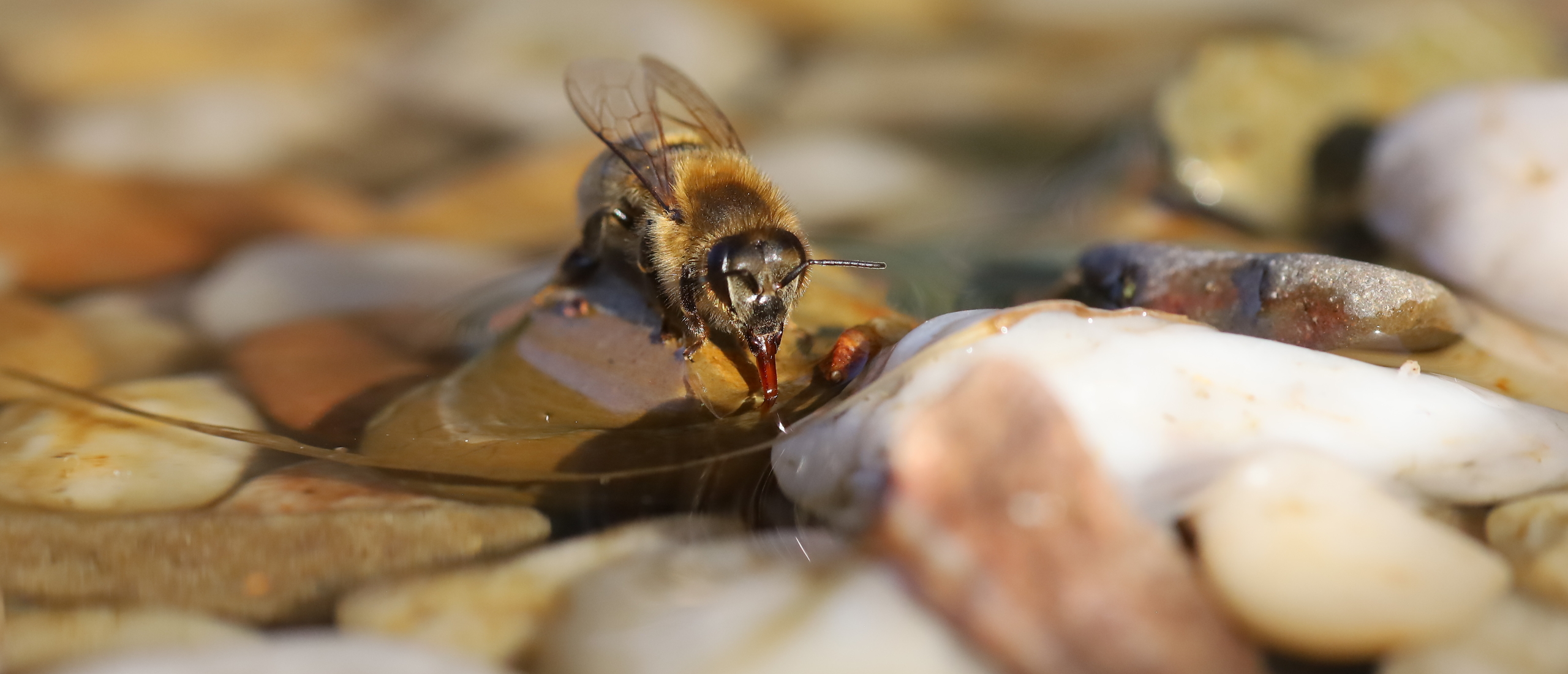 Wat is een bijenkroeg