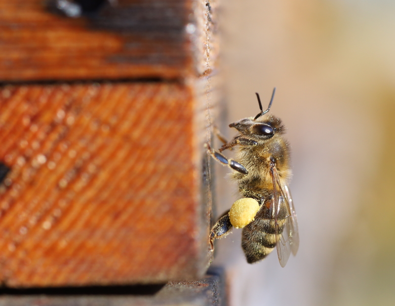 Honingbij met stuifmeeHoningbij met korfjes vol met het eerste stuifmeel van het jaar