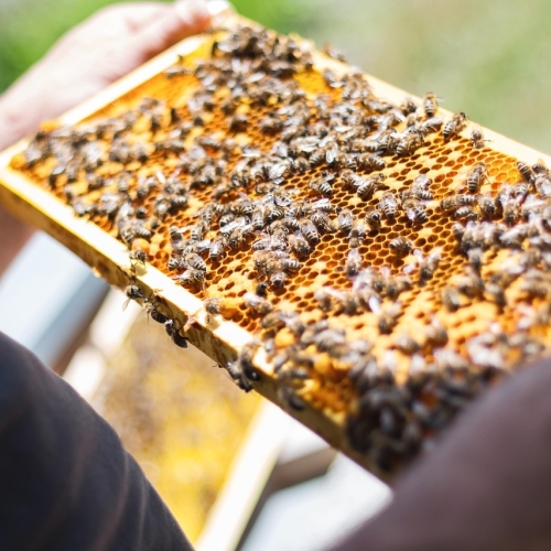 Online imker mentor programma Online imker mentor