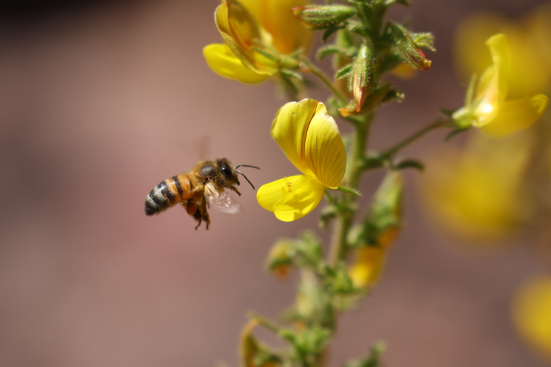 Sahara-honingbij Apis mellifera sahariensis
