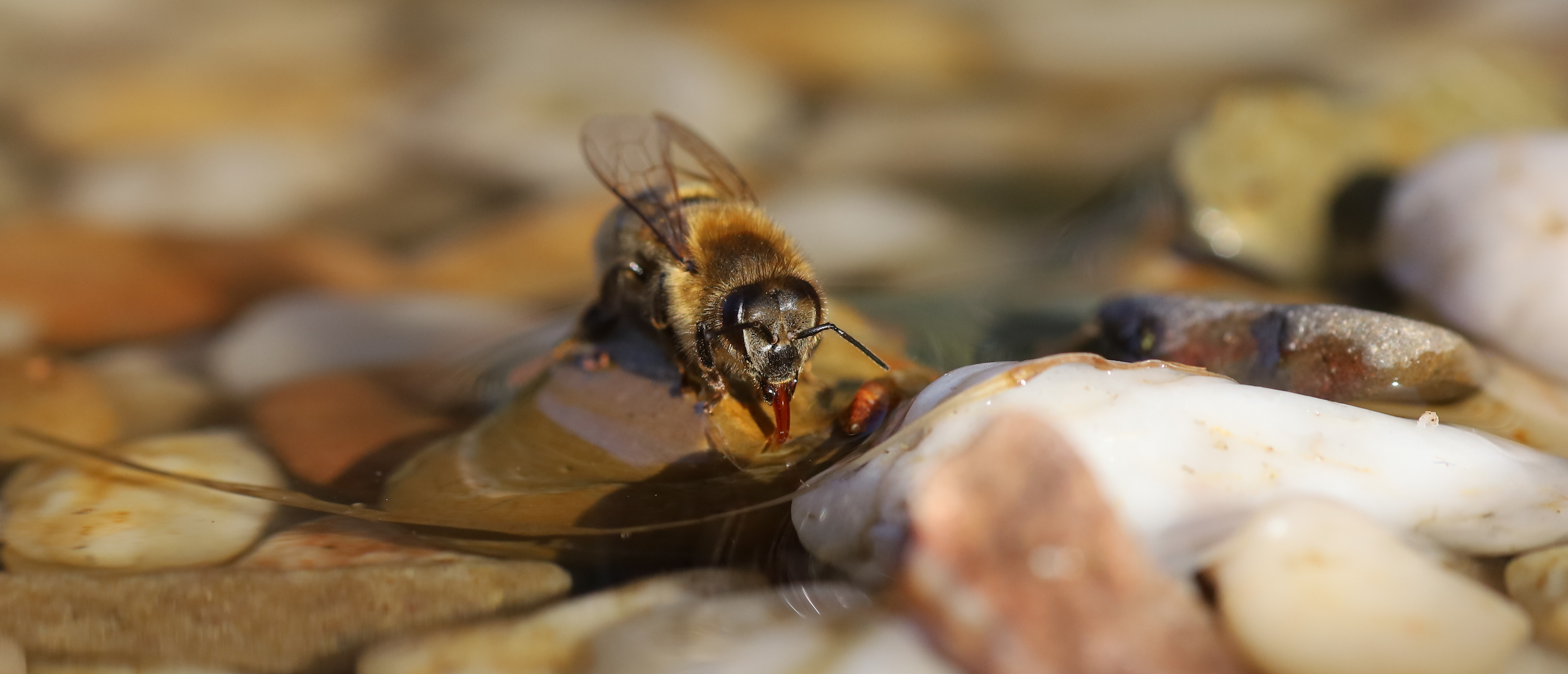 Waarom hebben bijen water nodig in het voorjaar?