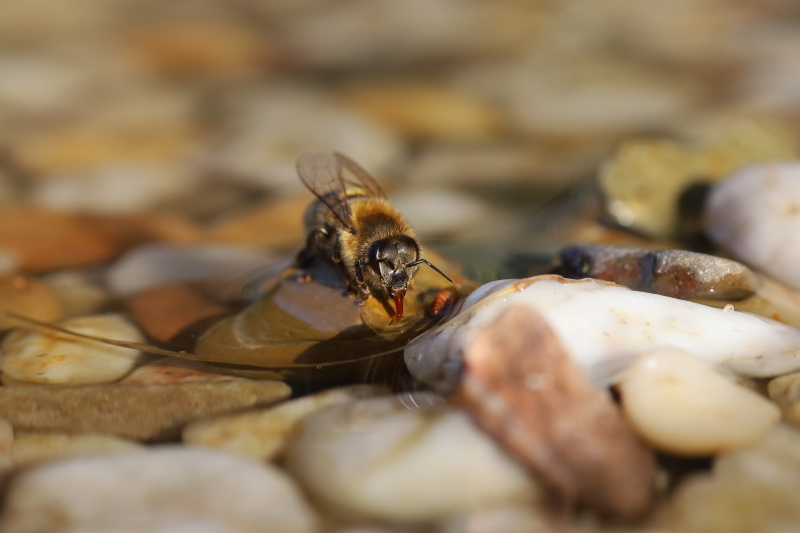 Honingbij verzameld water