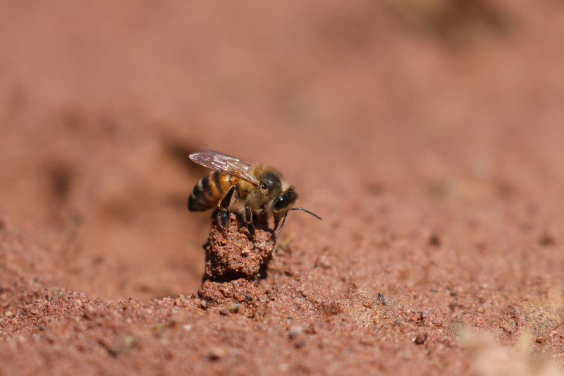 Waterhaalster Sahara honingbij Apis mellifera sahariensis