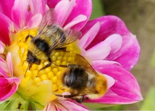 Twee bijen op een roze dahlia