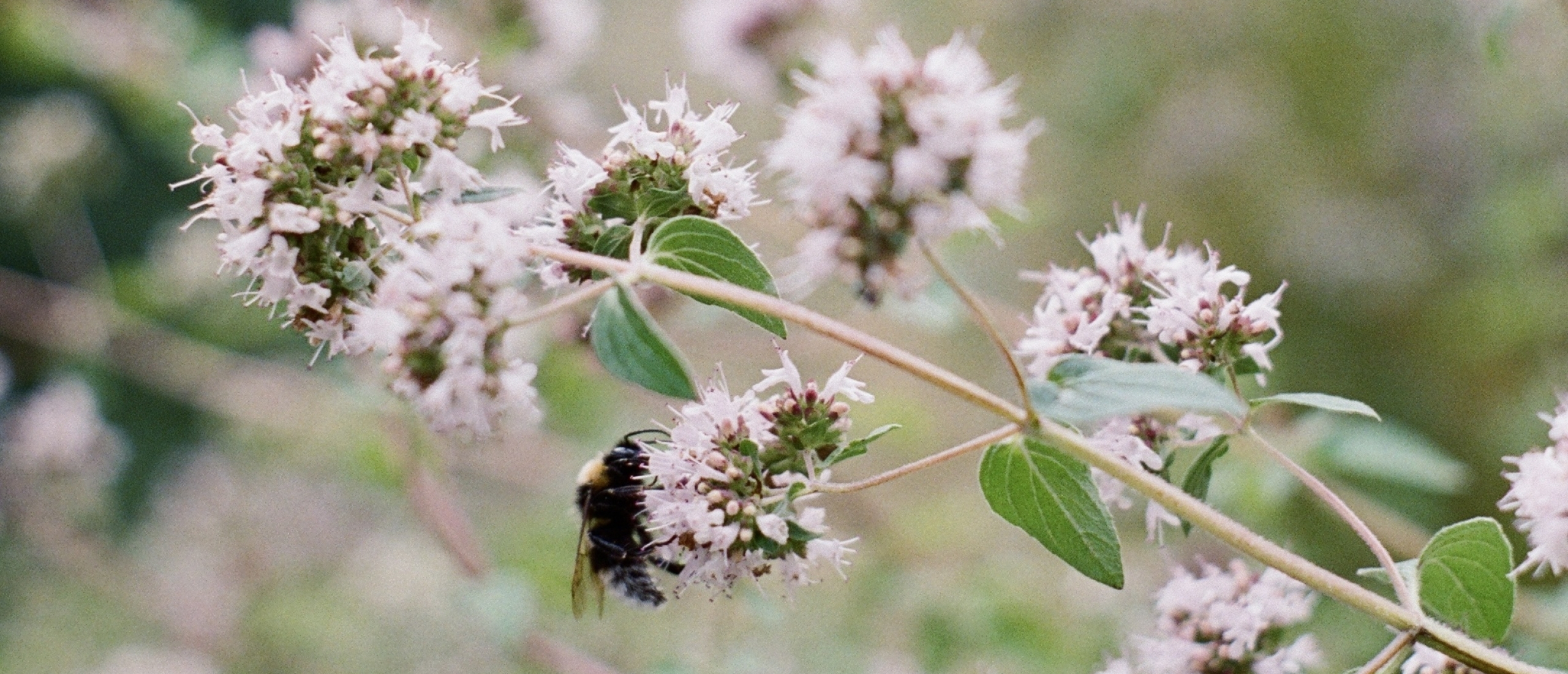 Op het bijenbalkon van Nynde: 'Bloemenweelde in potten, kistjes en kuipen'