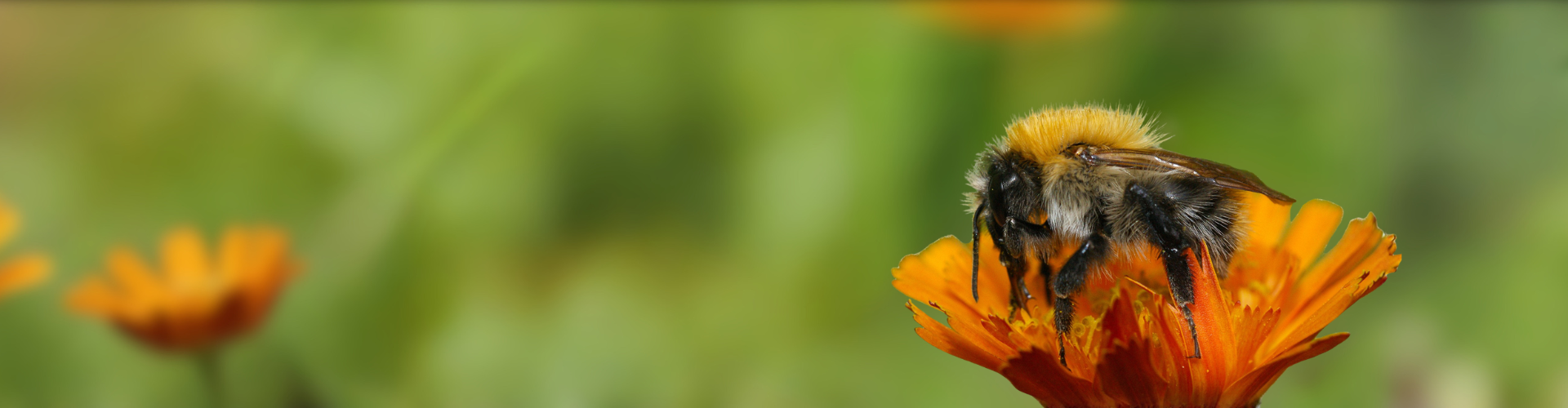 Header hommelcoach 20100613-Bombus pascuorum-1