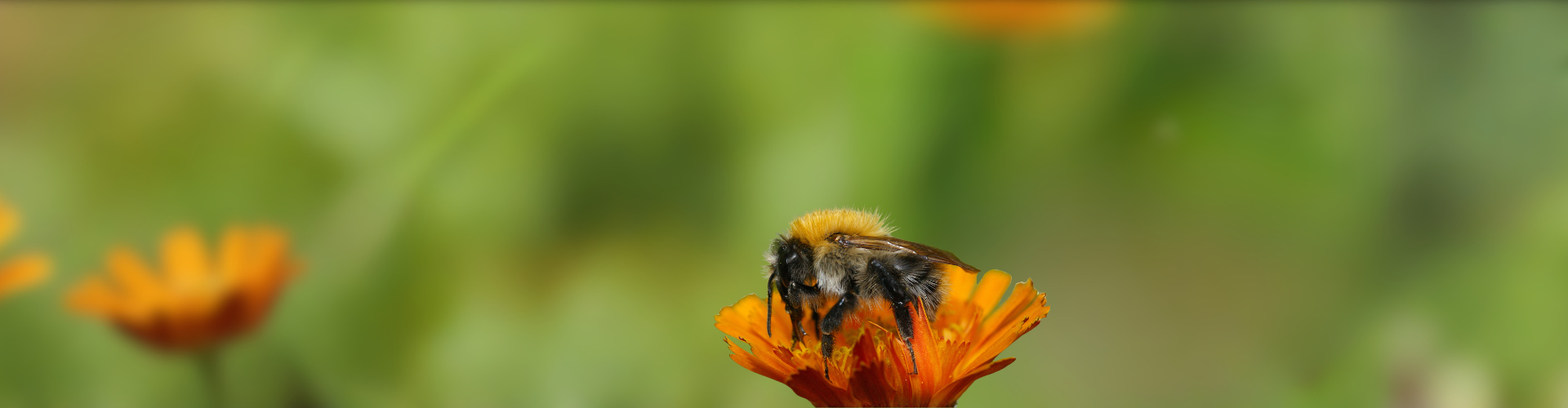 header hommelcoach - mobiel 20100613-Bombus pascuorum-1