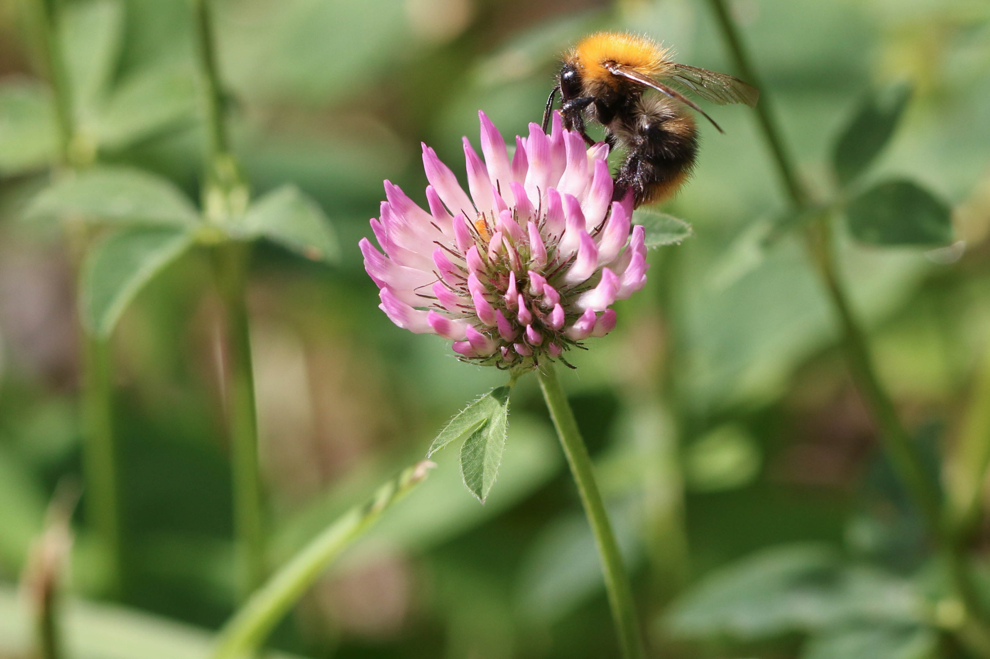 akkerhommel op een rode klaver