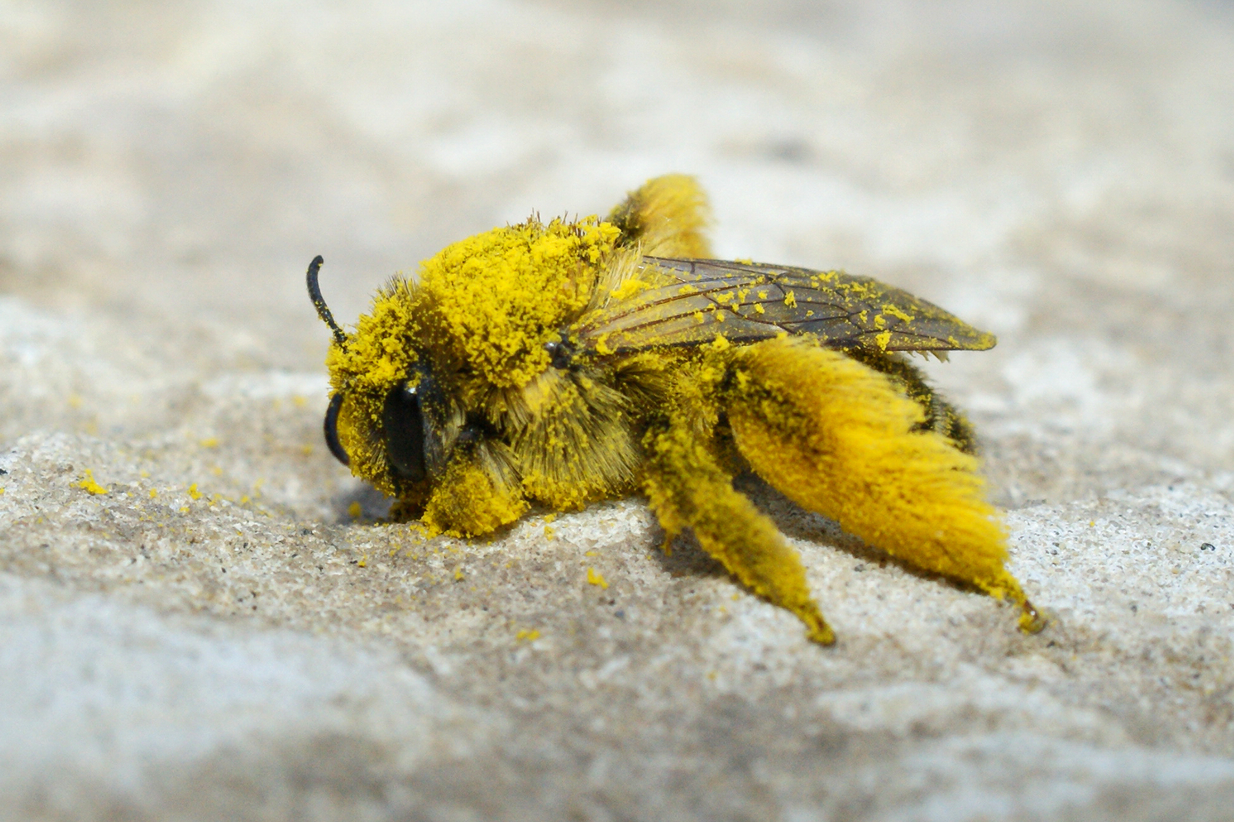 Gewone pluimvoetbij Henk Wallays