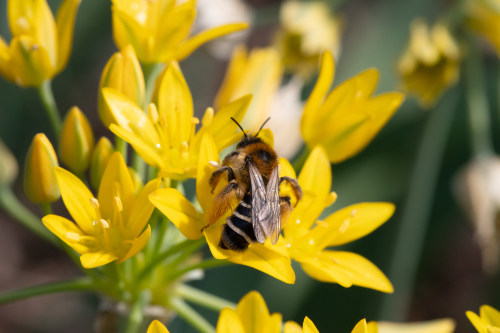 foto van gewone pluimvoetbi van JMO