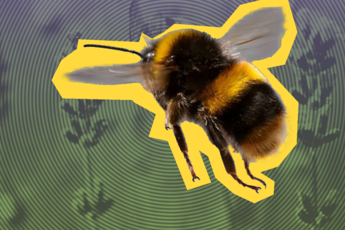 rommelvoordehommel
