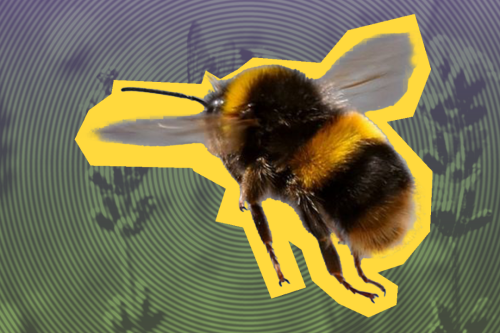 introductie rommel voor de hommel rommelvoordehommel