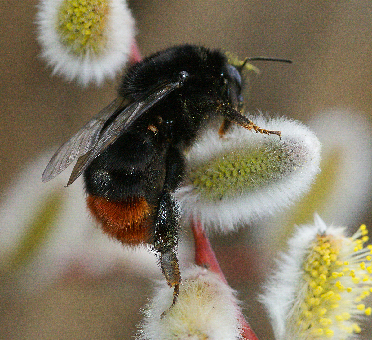 Bombus lapidarius steenhommel van Henk Wallays