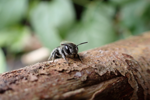blauwe metselbij van JMO