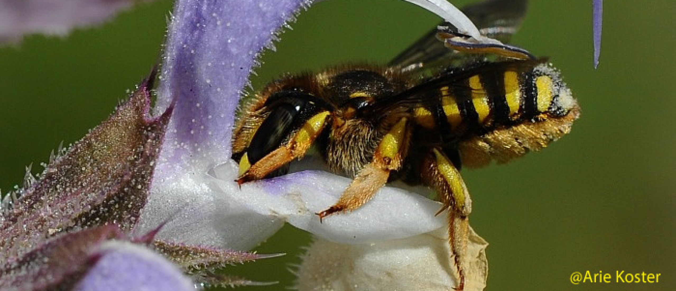wolbij