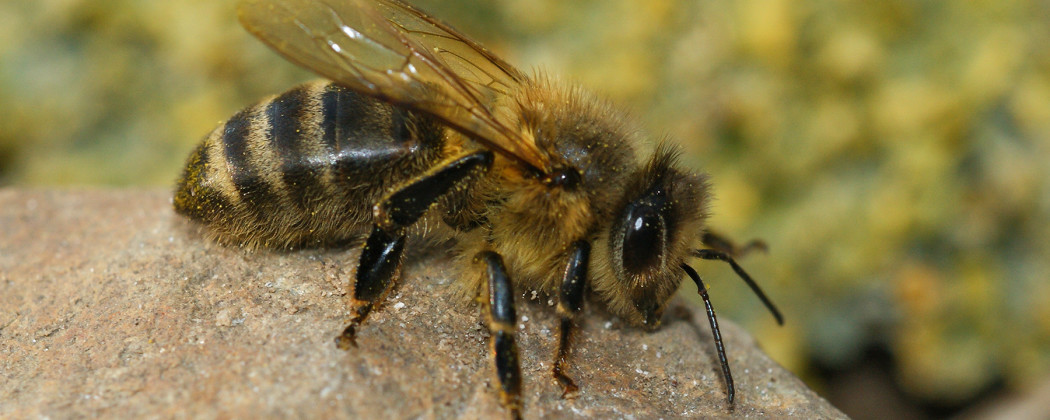 Op zoek naar wilde / verwilderde bijenvolken