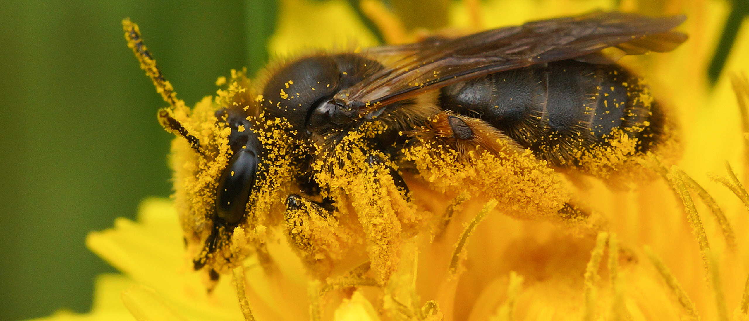 EU komt met reddingsplan als antwoord op Red Bijen en Boeren initiatief