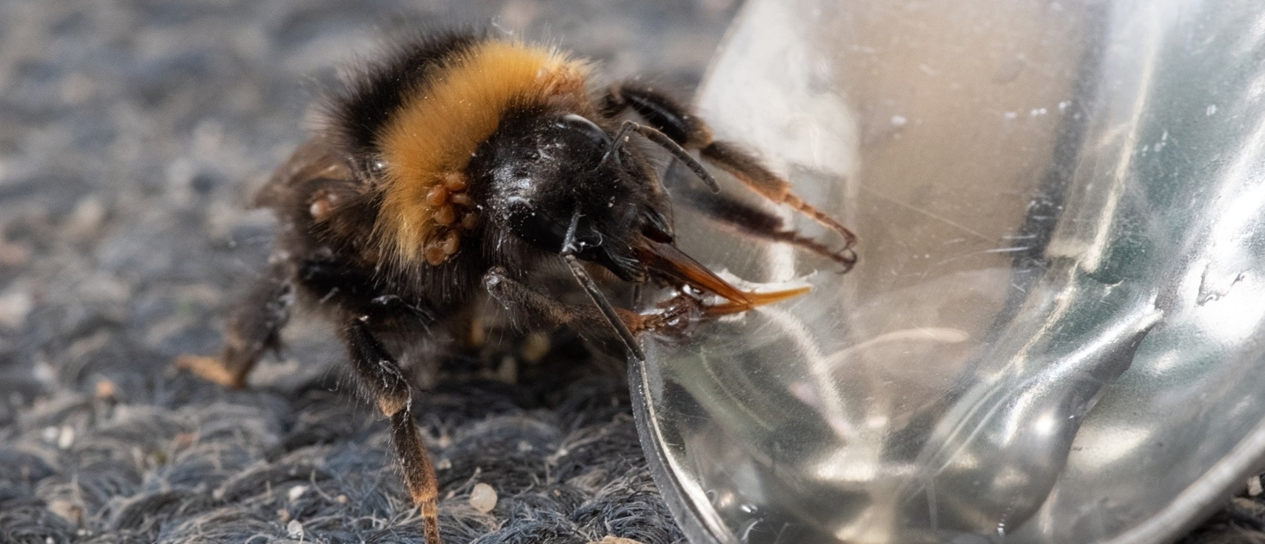 Zachte winter ongunstig voor bijen