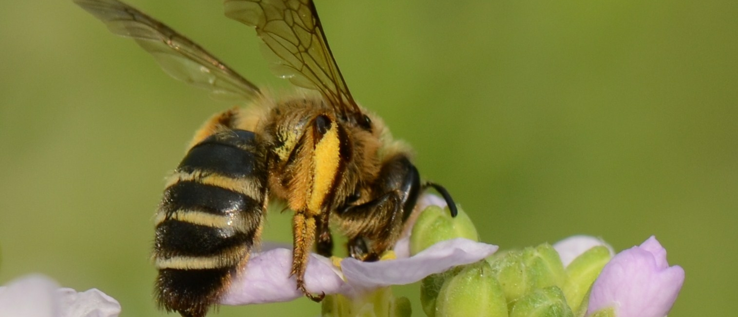 andrena flavipes
