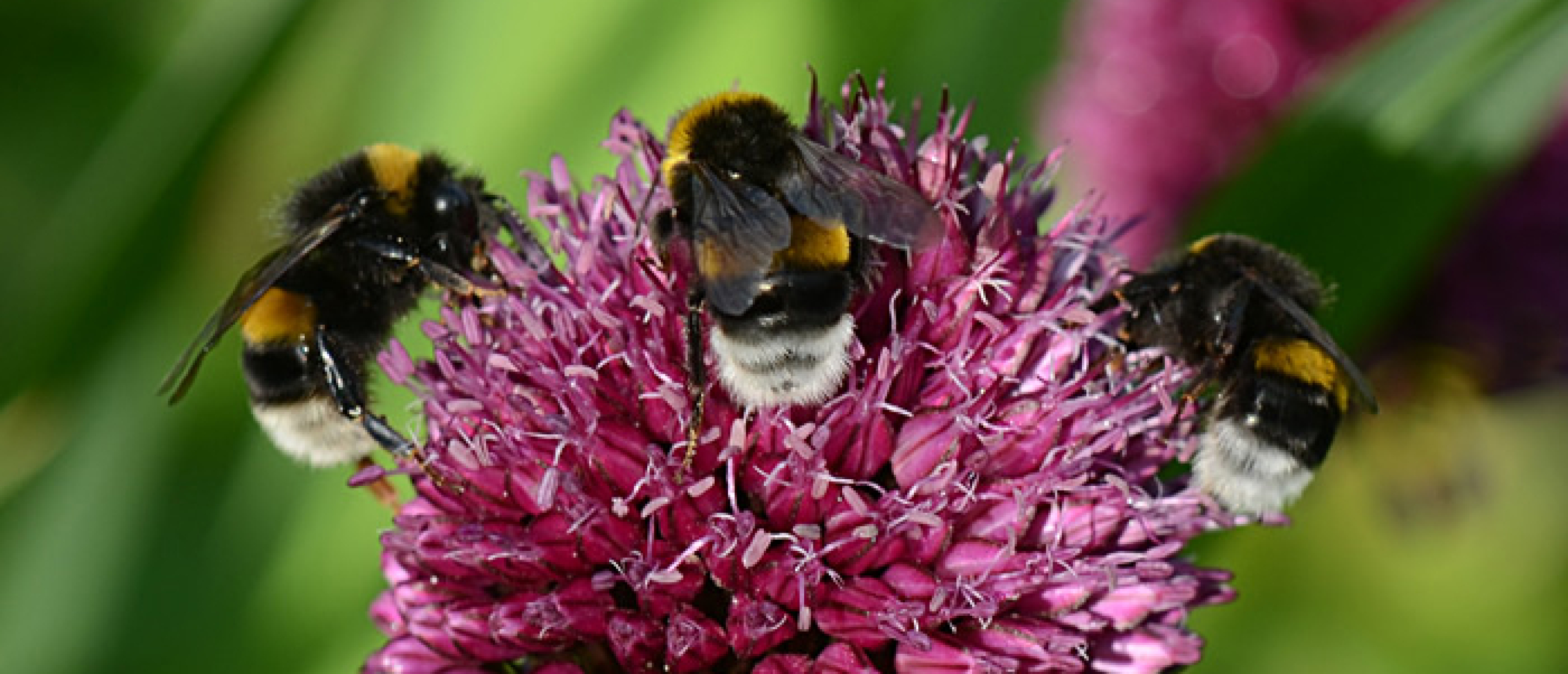 hommel op sierui