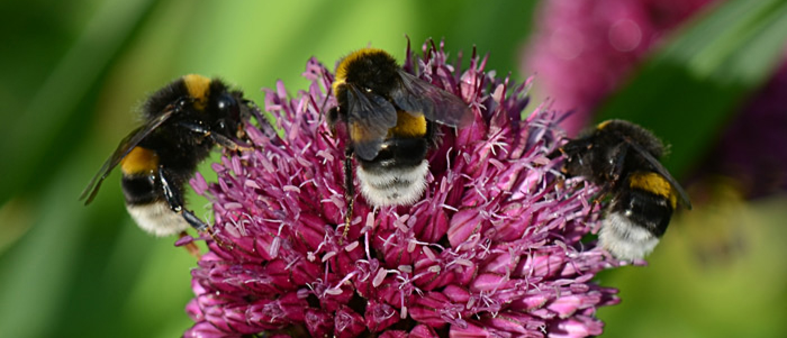 hommel op sierui