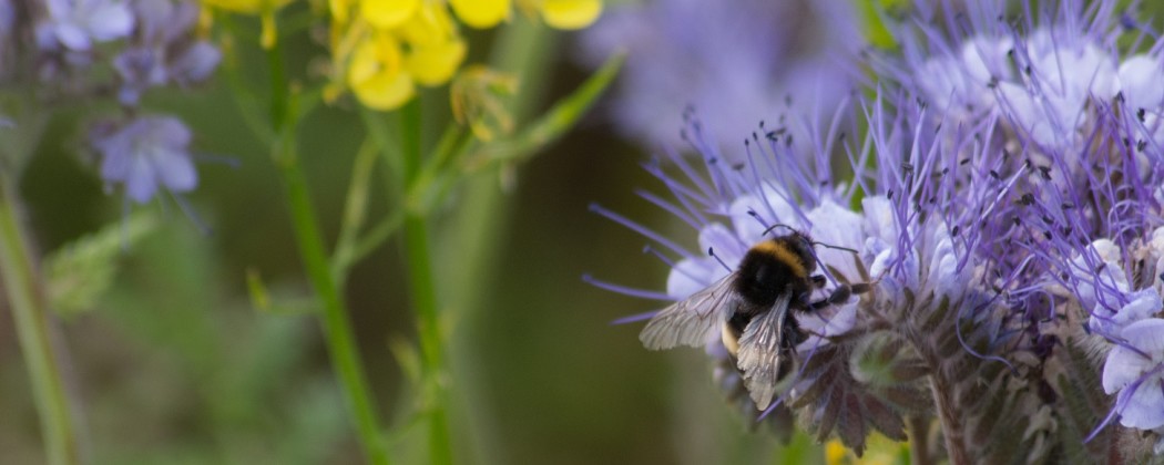 Bijenstichting doet mee aan #GivingTuesdayNL Help de Bijen en Hommels!
