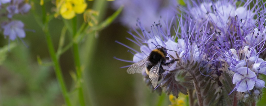 Klimaatverandering gevaar voor hommels (en andere bijen)?
