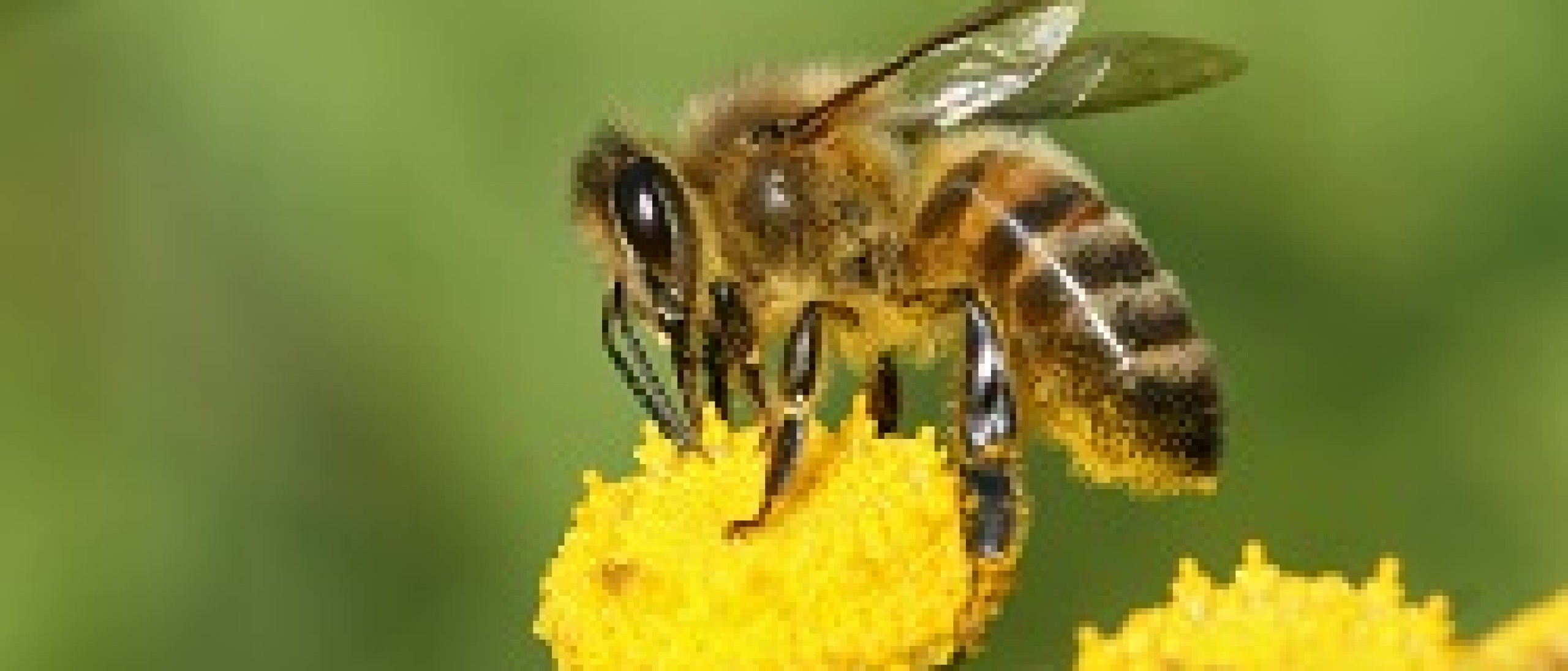 Raadselachtige honingbijen sterfte met link naar gif?
