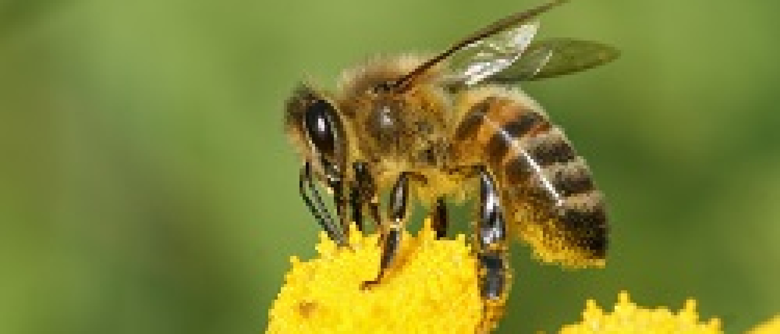 Studie: “Leven van een honingbij is gehalveerd op amper 50 jaar tijd”