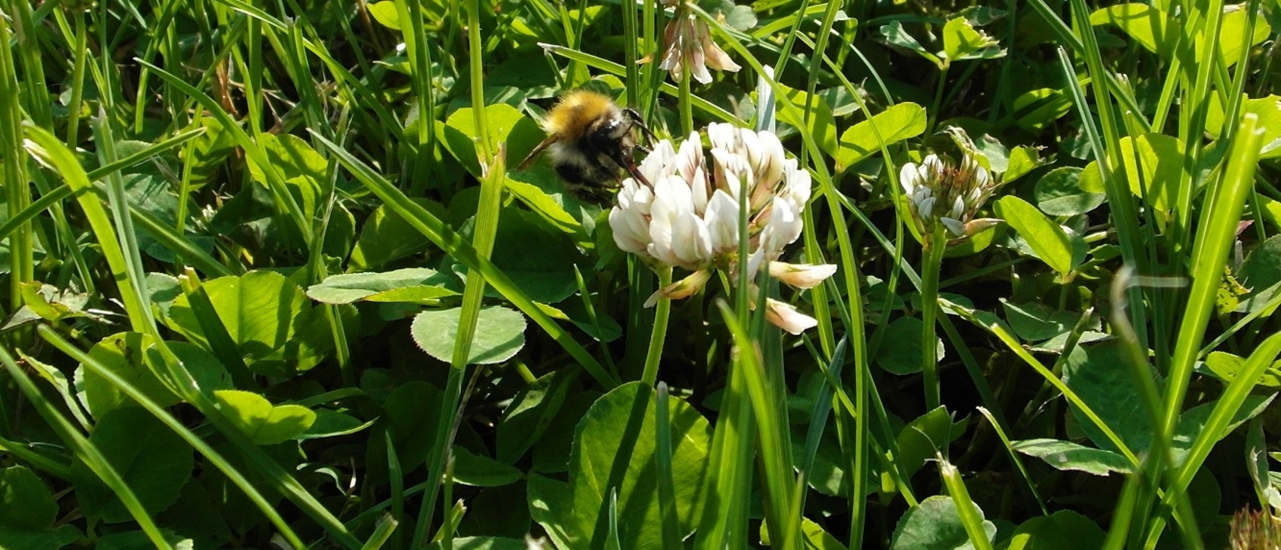 Luchtvervuiling maakt bloemengeur minder aantrekkelijk voor bijen en vlinders