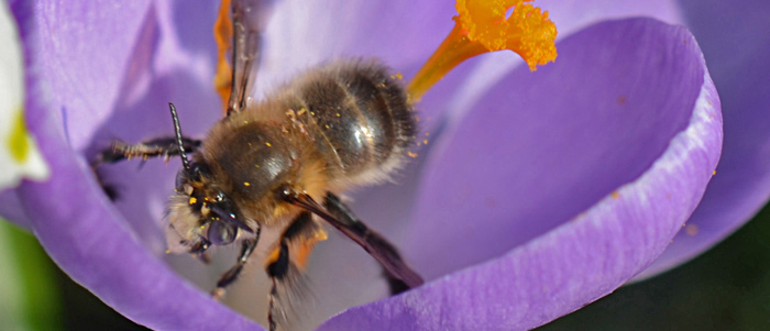 krokus sachembij