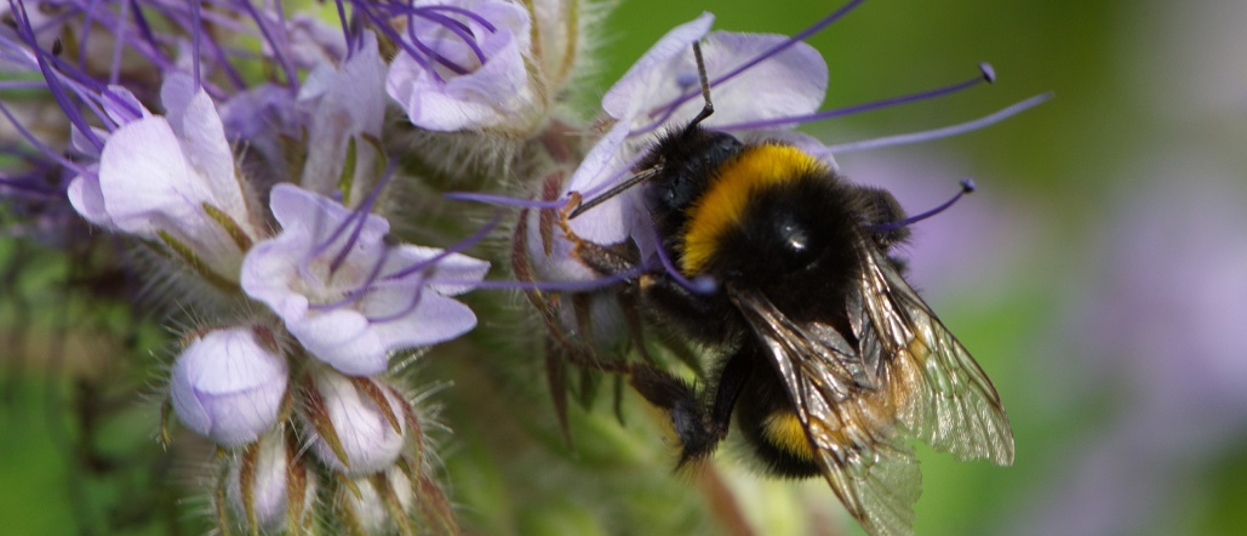 Hommel