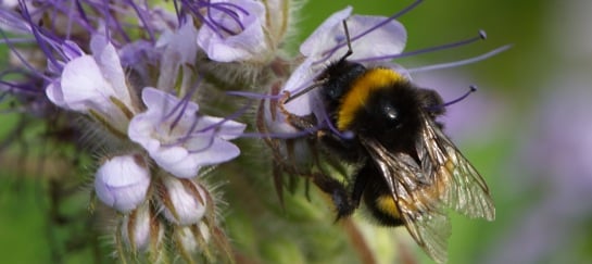 Hommel op paarse bloemetjes