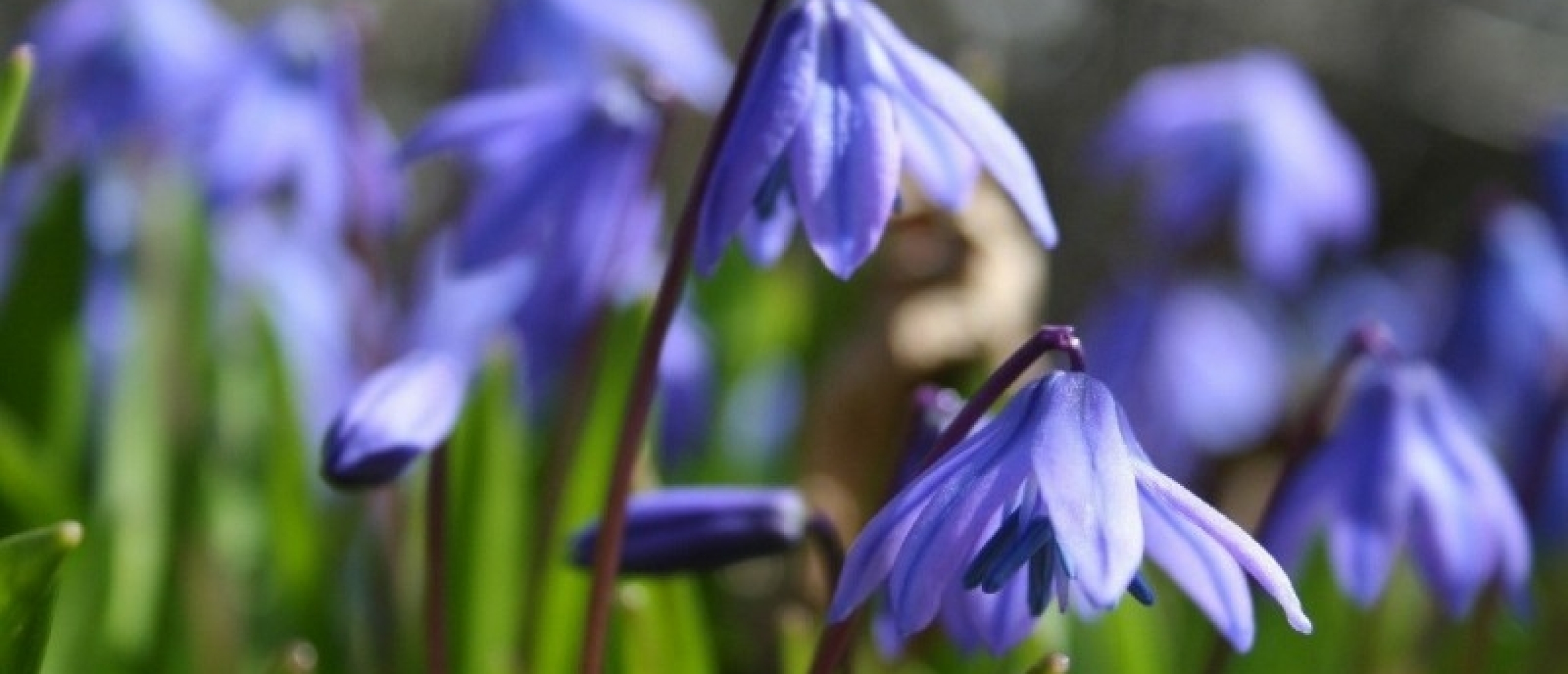 scilla