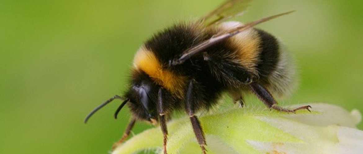 Serie: Het leven van Bombus de Aardhommel