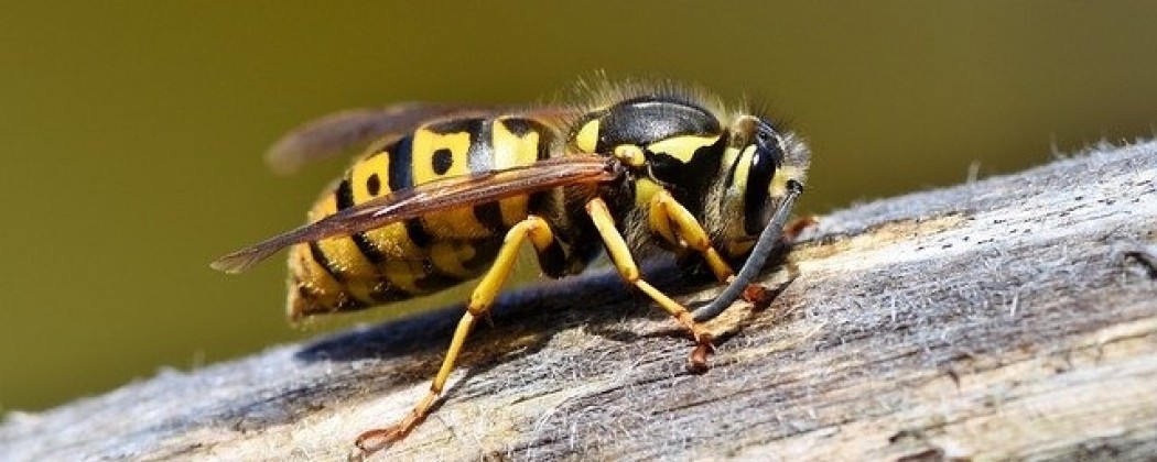 Heeft u last van een wespennest  maar wilt u geen gif in de natuur?