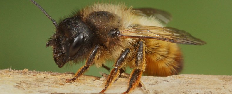 Wilde Bijen bedreigd