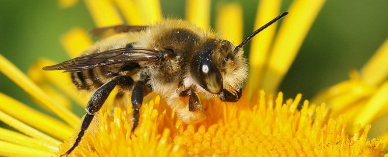 Wilde bijen bedreigd