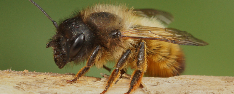 Knuffelbijen, niet doen, bijen zijn geen gebruiksvoorwerpen!