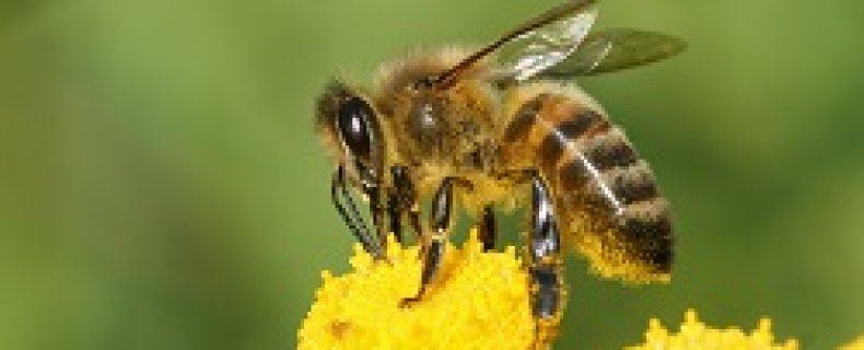 Wat zijn bijen?