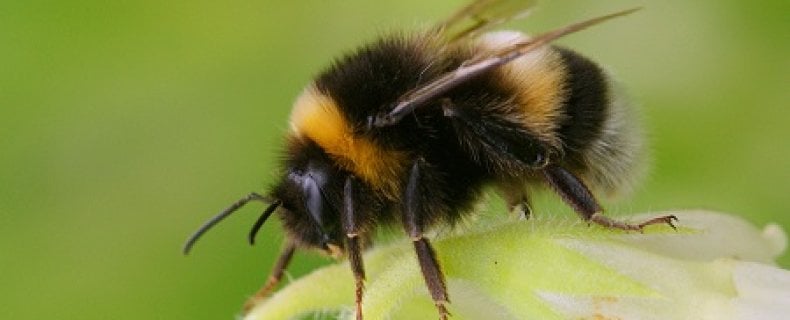 Hommels gaan de bijen achterna: kwart sterft uit