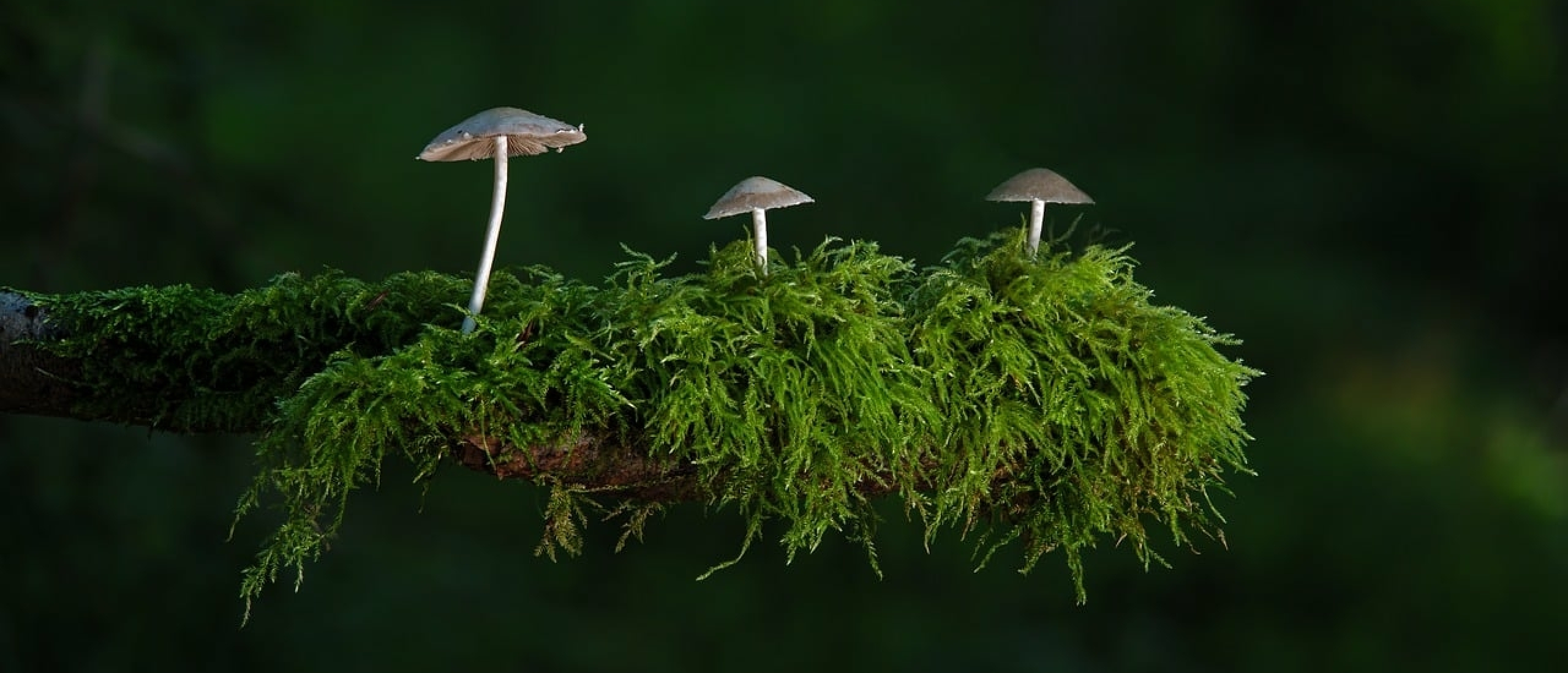 De magie van paddenstoelen