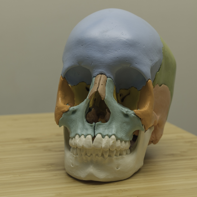 cranio schedel