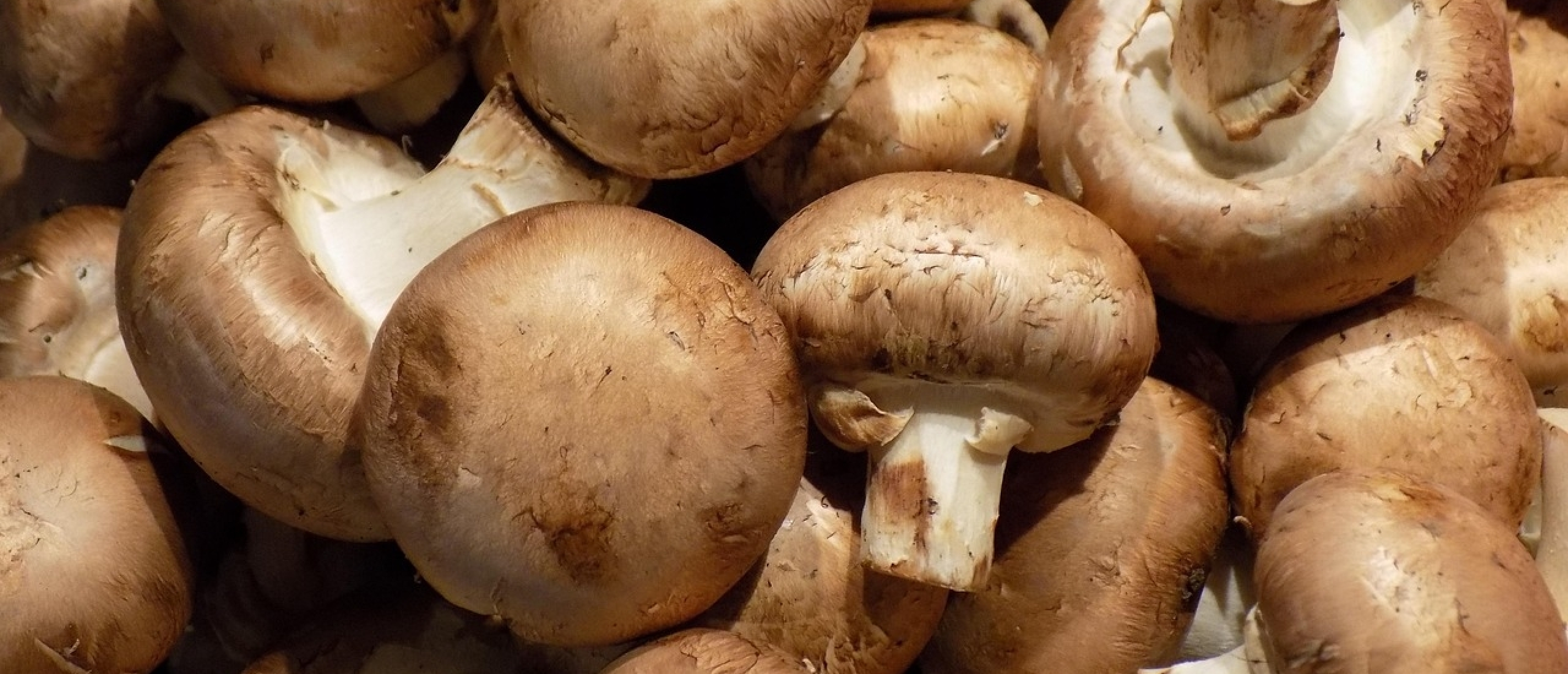 champignons bron vit b5 champignons bron vit b5