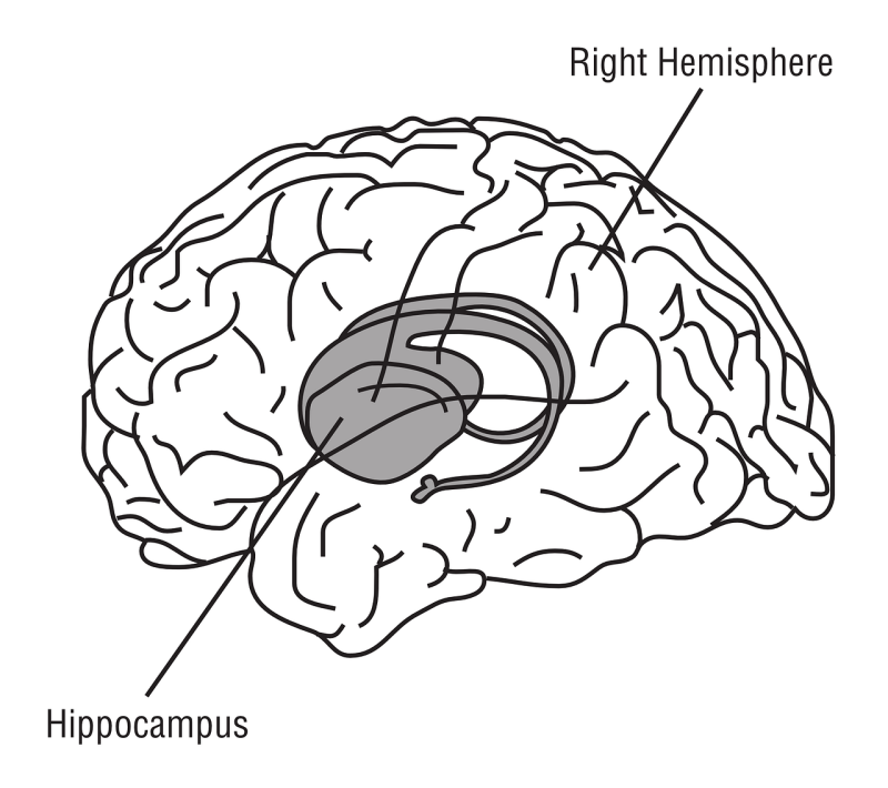 afbeelding jouw brein met hippocampus erin