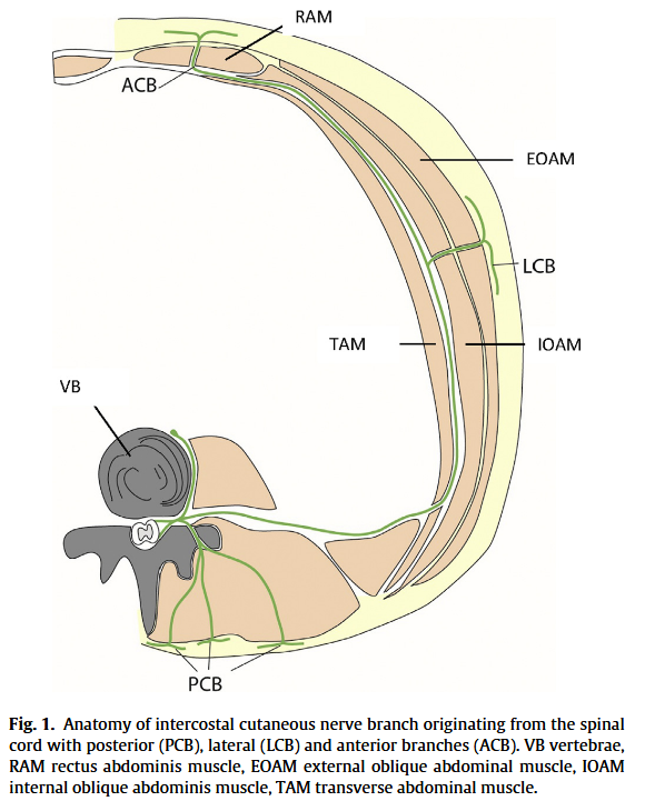 anatomie bij acnes buik