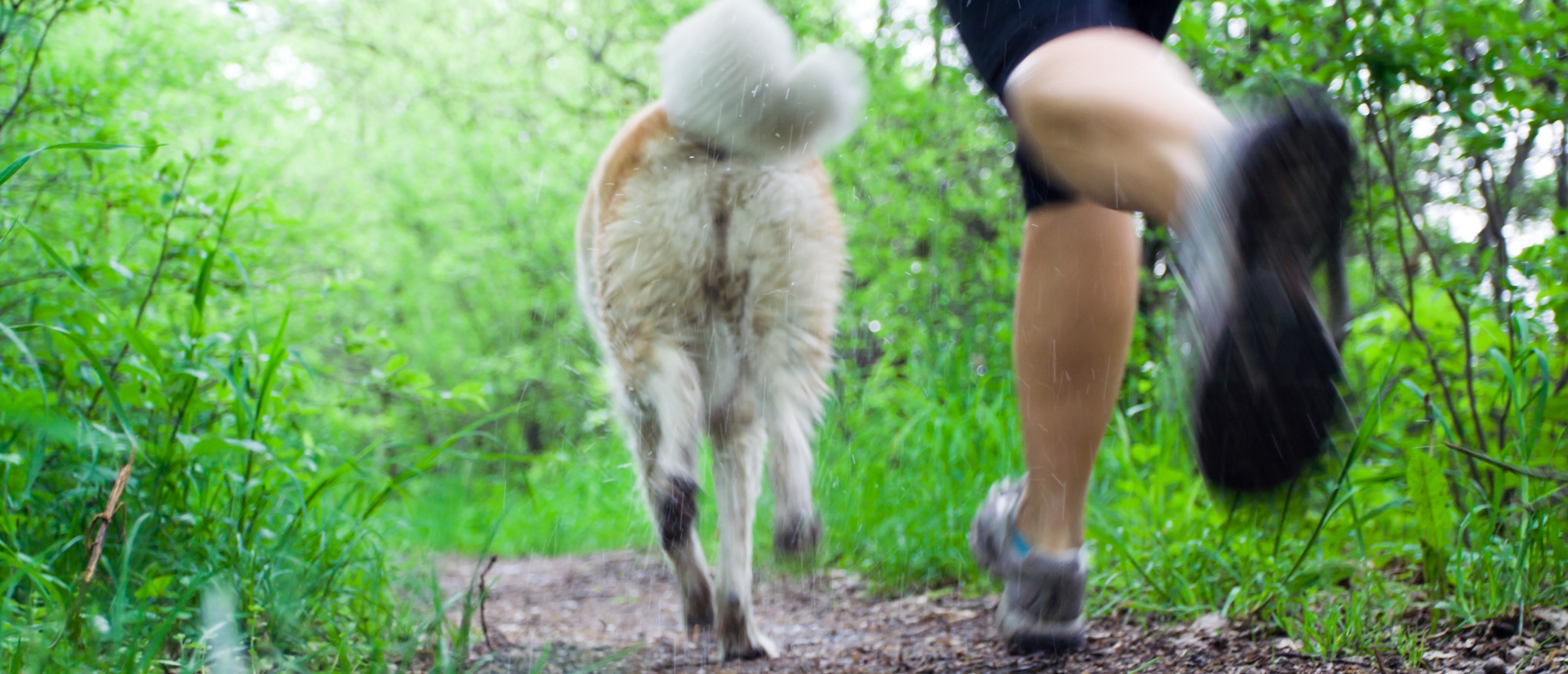 de hond is een hulp om regelmatig te bewegen